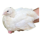 30 Ovos Ferteis Codorna Gigante Premium 
