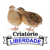 30 Ovos Galados Codorna Japonesa Caramelo