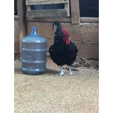 30 Ovos Galados Gigante Negro De Jersy.