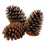 30 Pinhas Naturais Enfeite Artesanato Decoração Cor Marrom.
