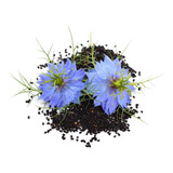 30 Sementes De Cominho Preto Black Cumin Nigella Sativa