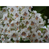 Catalpa