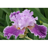 30 Sementes Iris Sortidas Flor De Lis Flores Bulbos P/ Mudas
