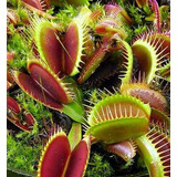 Muscipula