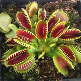30 Sementes Planta Carnivora Venus Flytrap Dionaea Muscipula