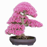 Cerejeira