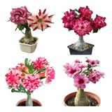 30 Sementes Rosa Do Deserto Mix P/mudas Adenium