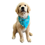 30 Bandanas Pet Shop Macho E