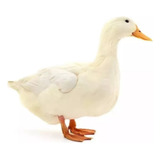 Pequim
