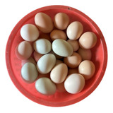 30 Ovos Galados Galinhas Glc Ovos Coloridos