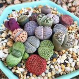 30 Sementes De Lithops Mix Pedras Vivas Cactos Suculentas