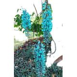 30 Sementes De Trepadeira Jade Vine Flower