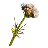 Flor