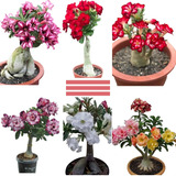 30 Sementes Mix Rosa Do Deserto Adenium Obesum 30 Cores 