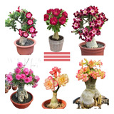 30 Sementes Mix Rosa Do Deserto Adenium Obesum 30 Tipos 