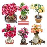 30 Sementes Rosa Do Deserto Adenium Importadas Frete Grátis