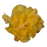 30 Sementes Rosa Do Deserto Mix P mudas Adenium Frete Grátis