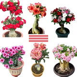30 Sementes Rosa Do Deserto Mix P mudas Adenium Frete Grátis