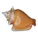 300 Conchas Do Mar - Pequena Sereia - Naturais - Decoração
