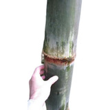 300 Sementes Bambu Gigante (dendrocalamus Giganteus)