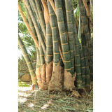 300 Sementes Bambu Gigante (dendrocalamus Giganteus)