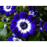 Cineraria