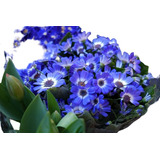 Cineraria