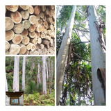 300 Sementes De Eucalipto De Sidney (eucalyptus Saligna)