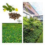 300 Sementes Grama Amendoim Forrageiro (arachis Pintoi)