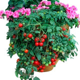 300 Sementes Lindo Tomate Cereja Samambaia