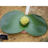 Rara