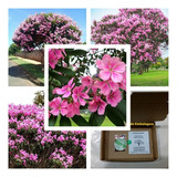 300 Sementes Quaresmeira Rosa Tibouchina P Mudas Nativas