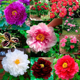 300 Sementes Rosa Peonia Gigante Peony Mix Sementes Flor