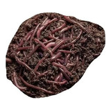 300 Uni Minhocas Violetas Do Himalaia