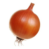 Crioula