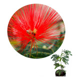 32 Mudas De Caliandra Vermelha Pequena Excelente 15 A 20 Cm