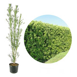 32 Mudas De Podocarpo Podocarpus Ideal