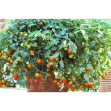 350 Sementes Tomate Cereja Samambaia Pendente