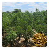 350 Sementes De Gliricidia Sepium 50g
