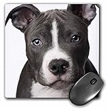 3dRose Mouse Pad LLC 20 X 20 X 0 25 Polegadas Filhote American Pit Bull Terrier Mp 4240 1 
