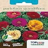 3X Sementes De Portulaca Onze Horas Dobrada Sortida 80mg
