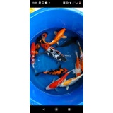 4 Carpas Koi Ornamentais De 25cm.