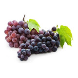 Enxertada