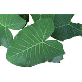 Plantio