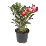 4 Mudas Rosa Do Deserto Com 20 Cm Adenium
