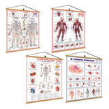 4 Banners Mapa Anatomia Corpo Humano  Sistema Muscular  Sistema Circulatório  Sistema Esquelético   Medicina Estudos Mapa Poster Estudos