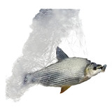 Peixes