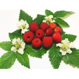 40 Sementes Amora Vermelha Framboesa Morango Silvestre Rubus