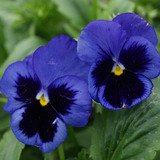 Flor