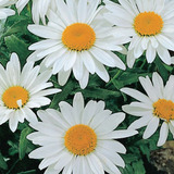 Flor